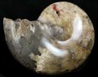 Polished Shloenbacchia Ammonite #35289-1